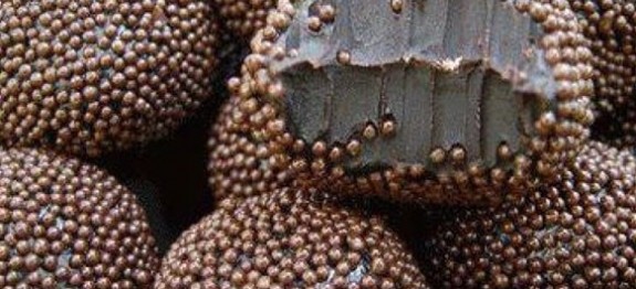 1380191_312520668886017_1107959480_n