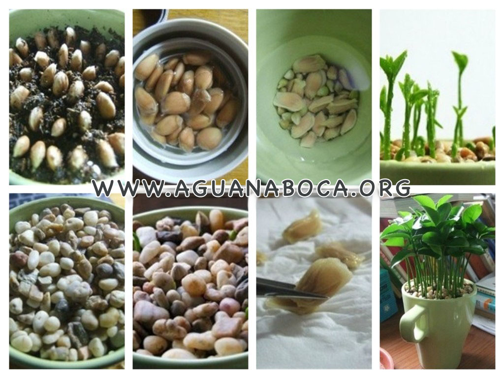 Plante sementes de limão e deixe sua casa super cheirosa!Confira o passo a passo