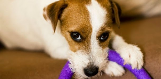 10155159_789007744500325_4617639375417350874_n