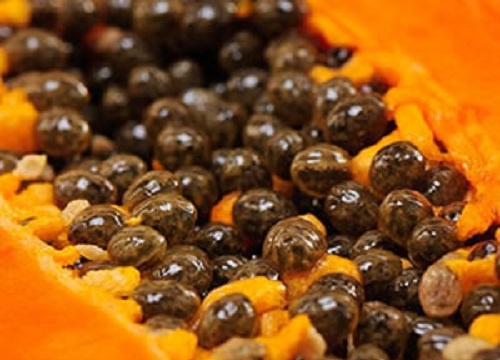 sementes-de-papaia-500×360