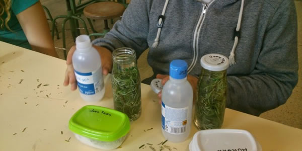 ÁLCOOL-DE-ALECRIM-É-REVITALIZANTE-MELHORA-A-CIRCULAÇÃO-E-COMBATE-VARIZES-CELULITE-E-DORES