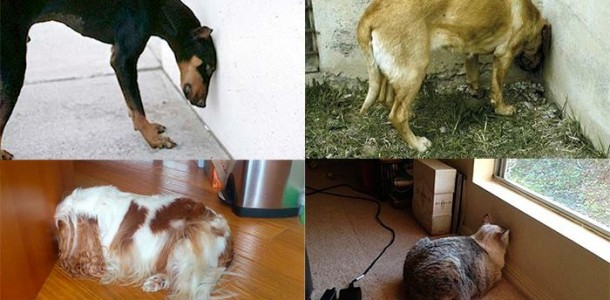 12003948_1160318553995525_4548935903586522467_n-610×300