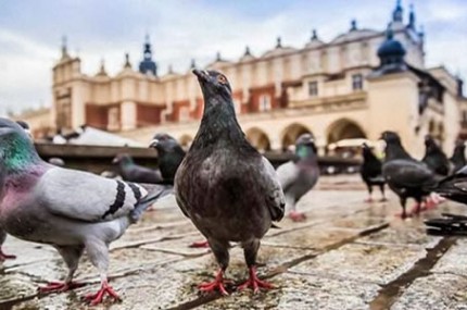 Qual-o-motivo-de-nunca-vermos-os-filhotes-de-pombos-430×285