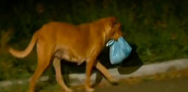 cadela_saco_boca_capa-610×300