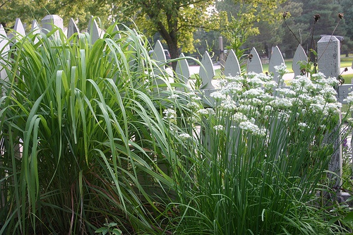 capim-santo-500×333