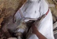 large_cavalo-liberto