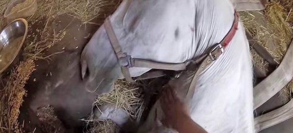 large_cavalo-liberto