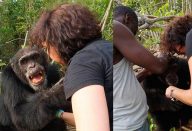 large_mulher-reencontro-chimpanze-1