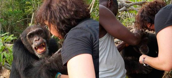 large_mulher-reencontro-chimpanze-1