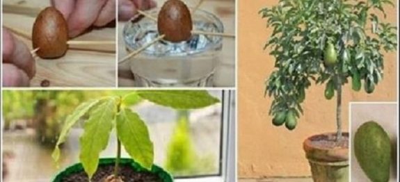 abacate_-_abacateiro_-_como_plantar_edit