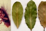 folhas_de_louro_-_barata_edit