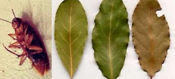 folhas_de_louro_-_barata_edit