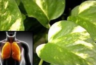 jiboia_-_planta_-_ar_e_olhos_edit_0