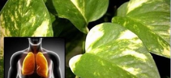 jiboia_-_planta_-_ar_e_olhos_edit_0