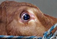 large_Untitled-1-Recovered