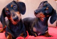 large_cachorro-inclina-a-cabec_a-capa