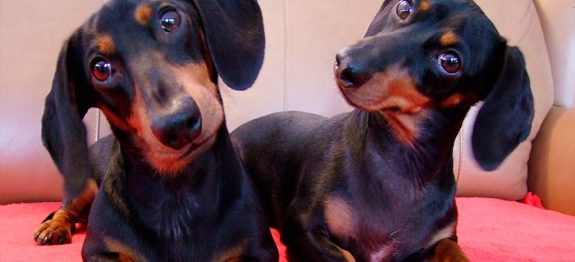 large_cachorro-inclina-a-cabec_a-capa