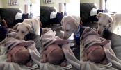 large_cachorro_cobre_bebe