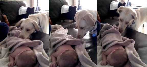 large_cachorro_cobre_bebe