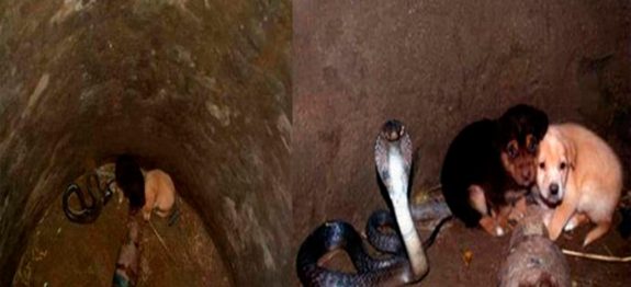large_cobra-cuida-cachorro-capa