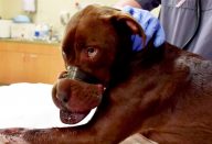 large_fita-adesiva-capa