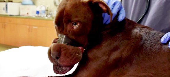 large_fita-adesiva-capa