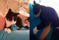 large_gata-cuida-capa