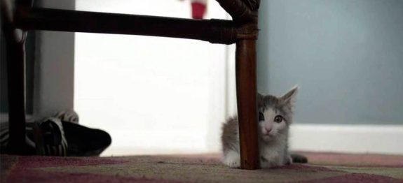large_gato-adotado