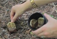 plantas_-_bolsas_de_cha