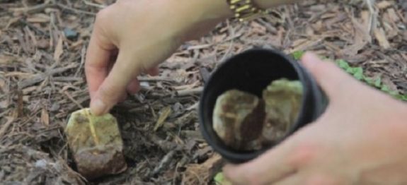 plantas_-_bolsas_de_cha