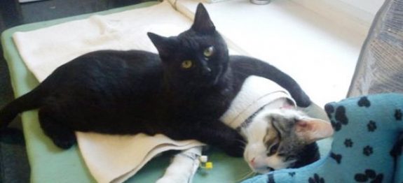 Gato-enfermeiro-cuida-dos-outros-animais-doentes-1