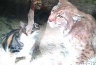 Gato-invade-jaula-de-animal-selvagem-e-o-que-acontece-depois-deixa-todos-de-queixo-caído