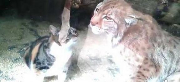 Gato-invade-jaula-de-animal-selvagem-e-o-que-acontece-depois-deixa-todos-de-queixo-caído