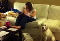 crianca-esta-fazendo-birra-agora-veja-como-o-cao-reage-sensacional