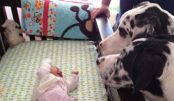 caes-e-bebes-760×397