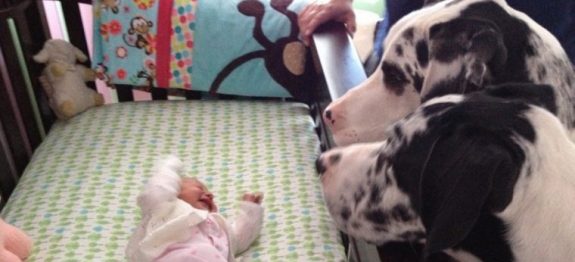 caes-e-bebes-760×397