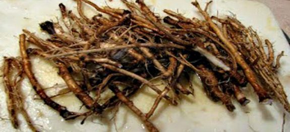 dentedeleao-760×397