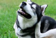 large_best_of_web80-1