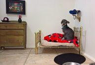 large_room-for-chihuahua-dog-1