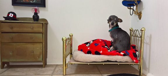 large_room-for-chihuahua-dog-1