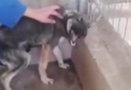 mulher-faz-carinho-a-um-cachorro-mal-tratado-durante-anos-a-reacao-dele-vai-derreter-o-seu-coracao