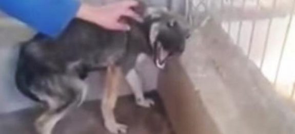 mulher-faz-carinho-a-um-cachorro-mal-tratado-durante-anos-a-reacao-dele-vai-derreter-o-seu-coracao