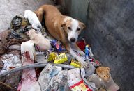 eles-encontraram-esta-cadela-cho