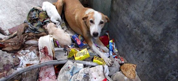 eles-encontraram-esta-cadela-cho