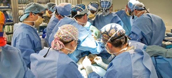 large_cirurgia-para-remover-rabo