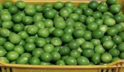 limao_-_farinha-430×285