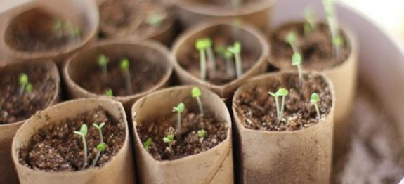 rolopapelhigienico4-760×500