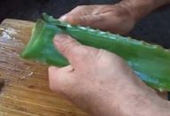 babosa_-_refluxo_e_gastrite