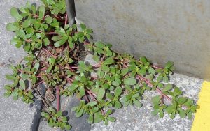 beldroega_-_novo
