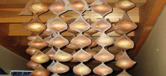 cebola_-_melhor_forma_de_conservar